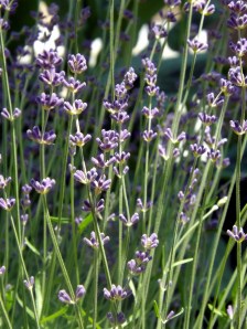 Hidcote Lavender © G. Stansbury