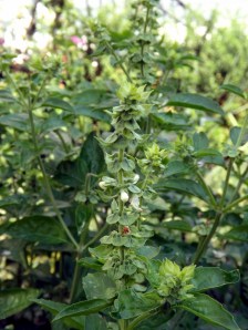 Flowering Basil © G. Stansbury