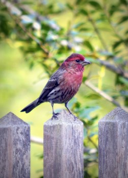 Male House Finch