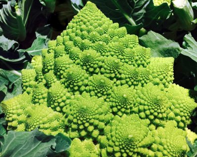 Romanesco broccoli